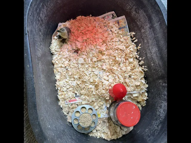 Image from a newsletter (needs description)
